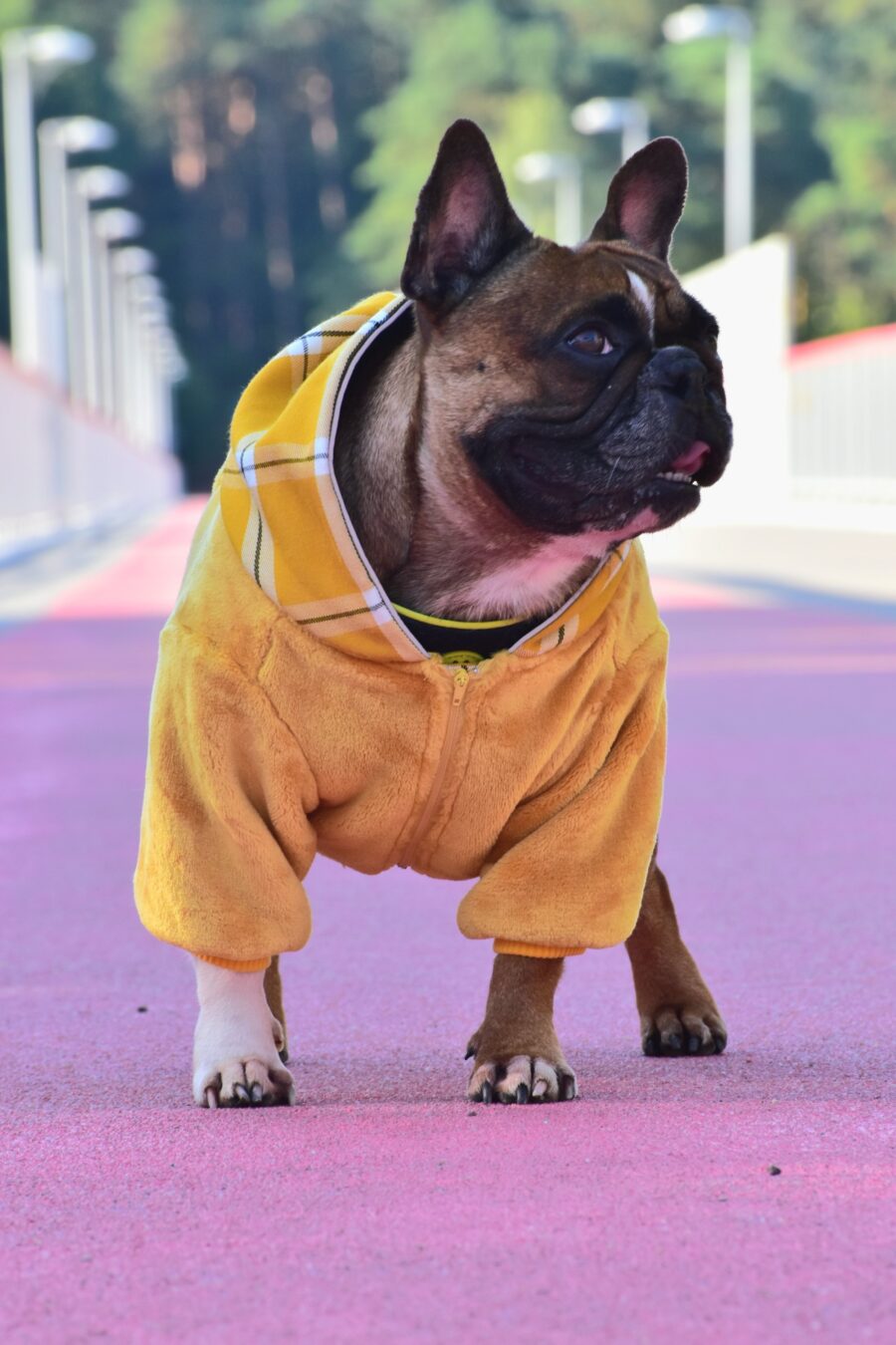 Cozy Faux Fur Plaid Yellow Dog Hoodie for Frenchie - Image 14