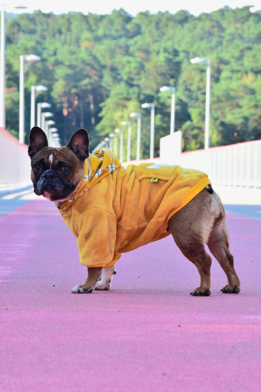 Cozy Faux Fur Plaid Yellow Dog Hoodie for Frenchie - Image 5