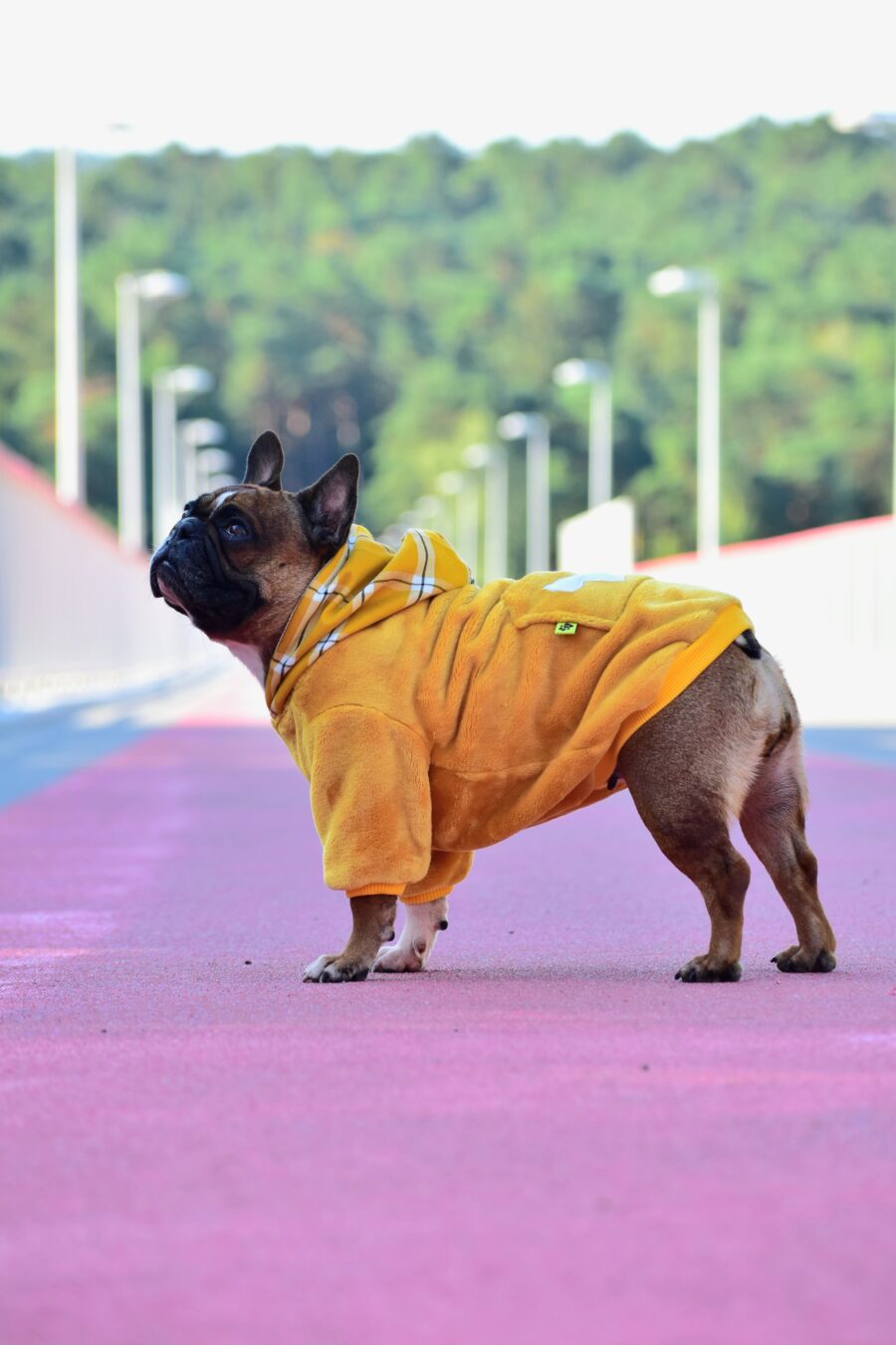 Cozy Faux Fur Plaid Yellow Dog Hoodie for Frenchie - Image 2