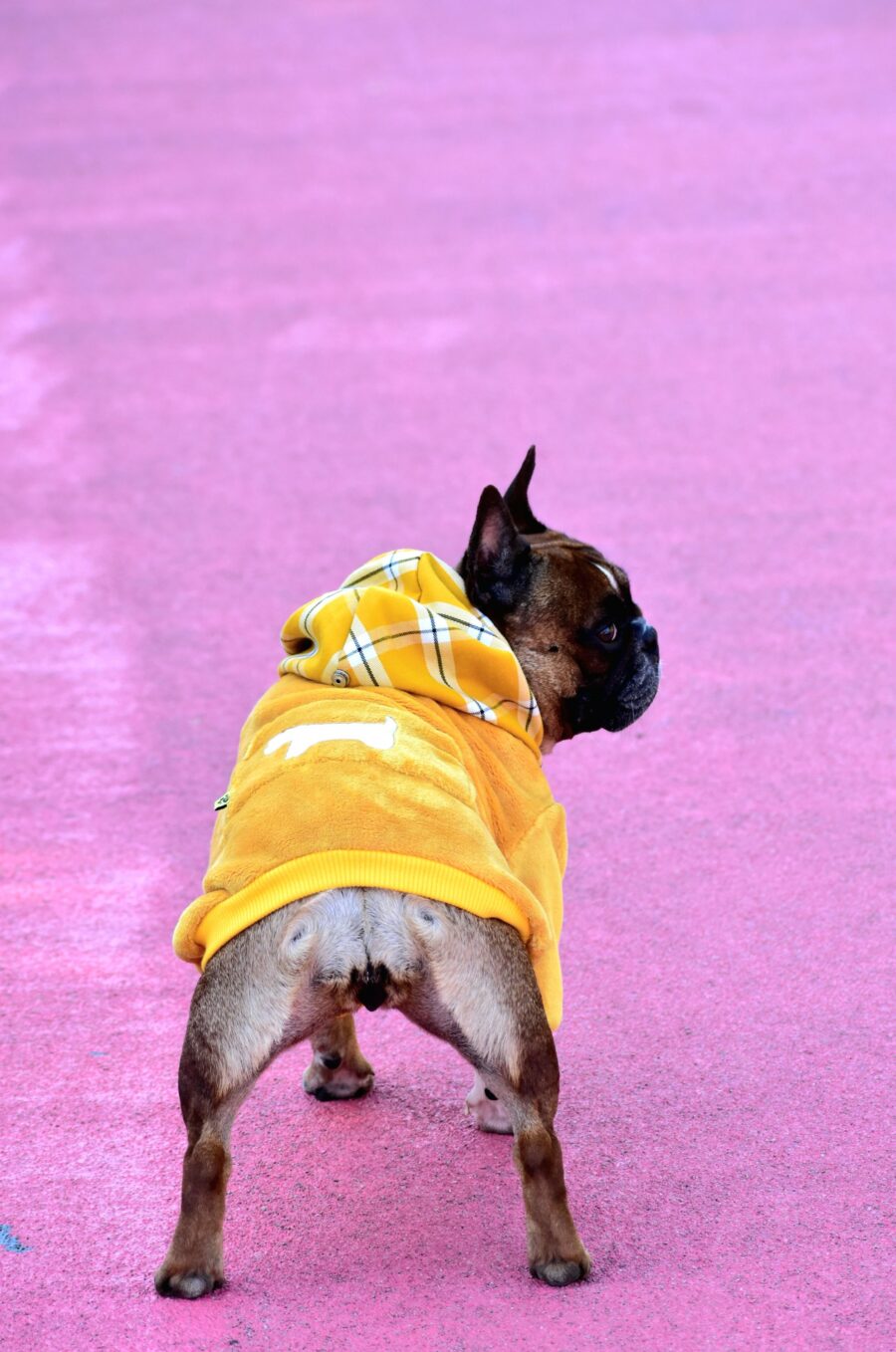 Cozy Faux Fur Plaid Yellow Dog Hoodie for Frenchie - Image 7
