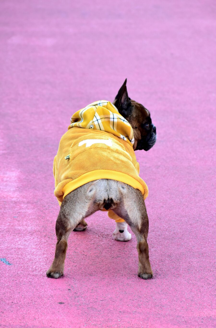 Cozy Faux Fur Plaid Yellow Dog Hoodie for Frenchie - Image 11
