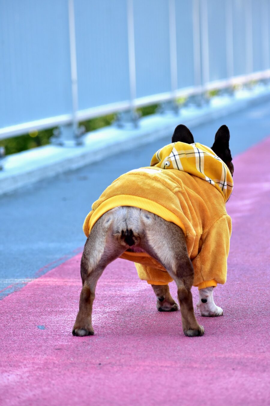 Cozy Faux Fur Plaid Yellow Dog Hoodie for Frenchie - Image 8