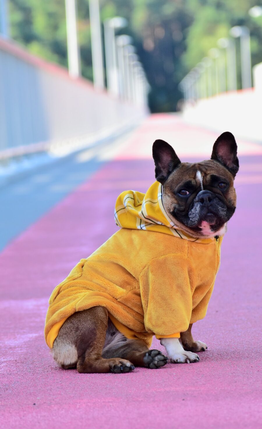 Cozy Faux Fur Plaid Yellow Dog Hoodie for Frenchie - Image 6