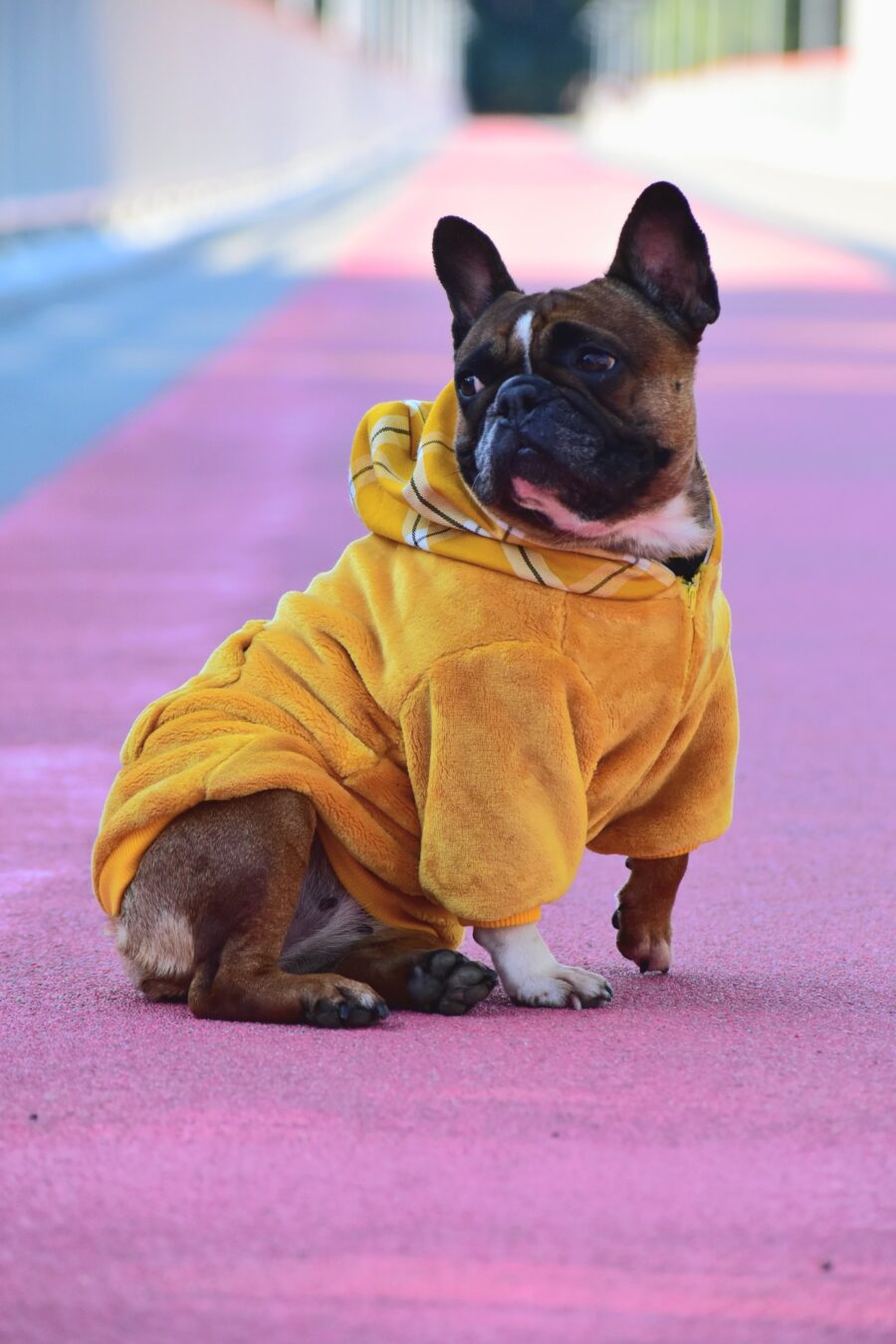 Cozy Faux Fur Plaid Yellow Dog Hoodie for Frenchie - Image 13