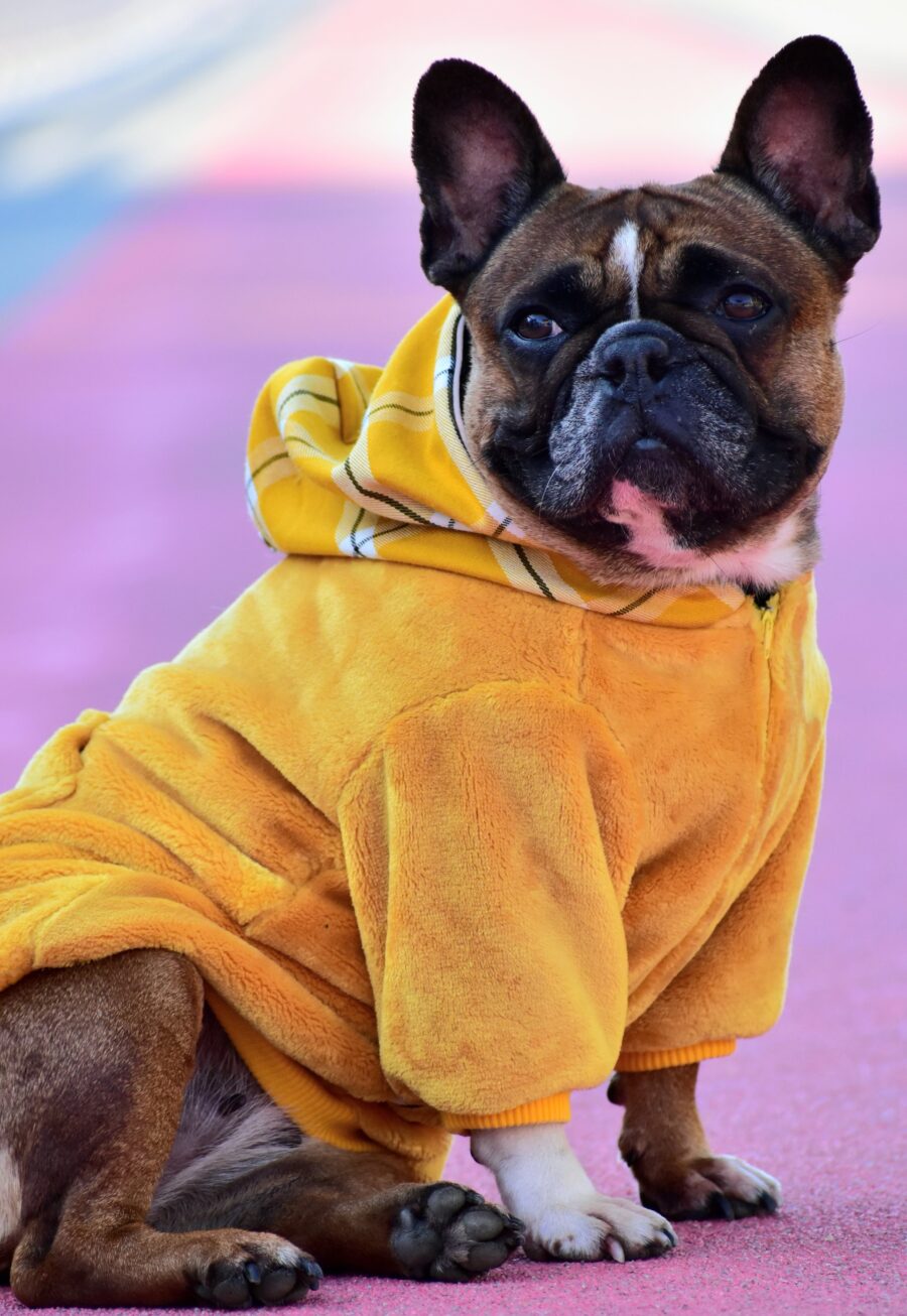 Cozy Faux Fur Plaid Yellow Dog Hoodie for Frenchie - Image 10