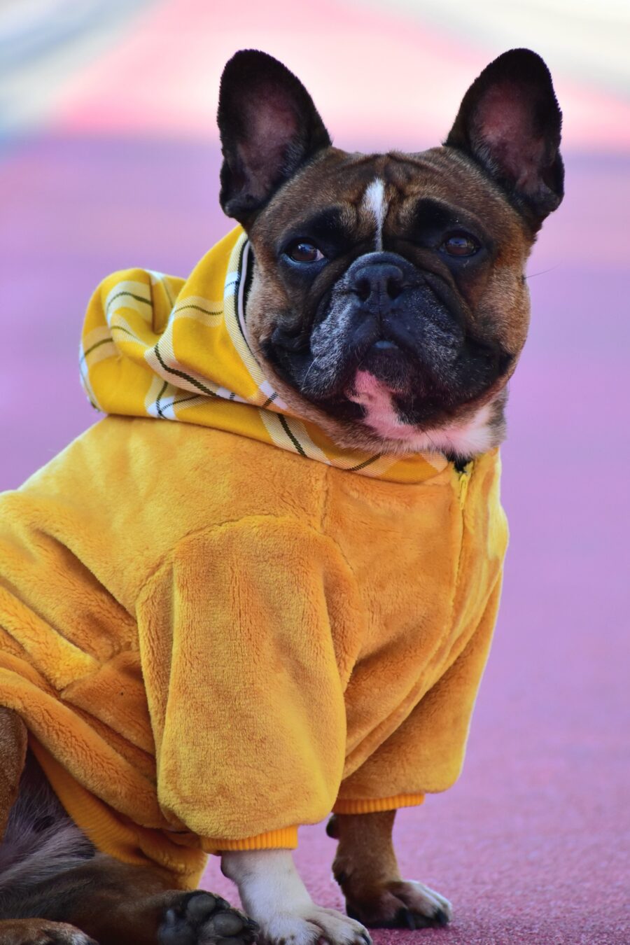 Cozy Faux Fur Plaid Yellow Dog Hoodie for Frenchie - Image 3