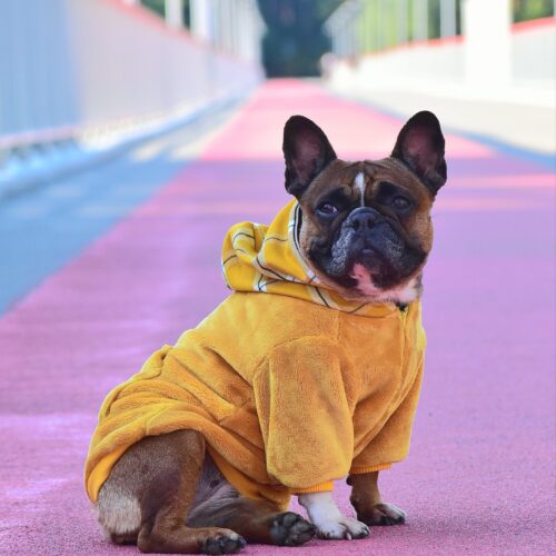 French Bulldog Clothes
