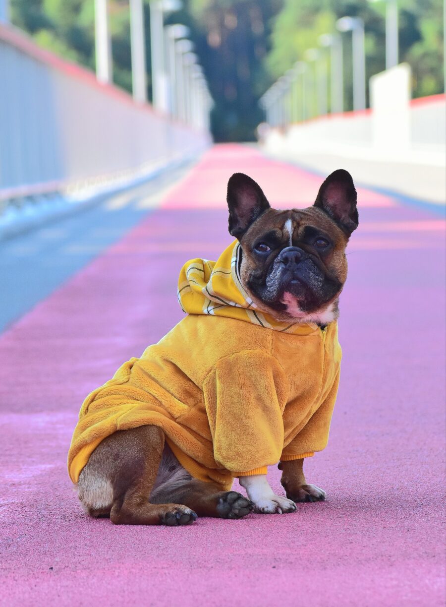 Cozy Faux Fur Plaid Yellow Dog Hoodie for Frenchie - Image 12