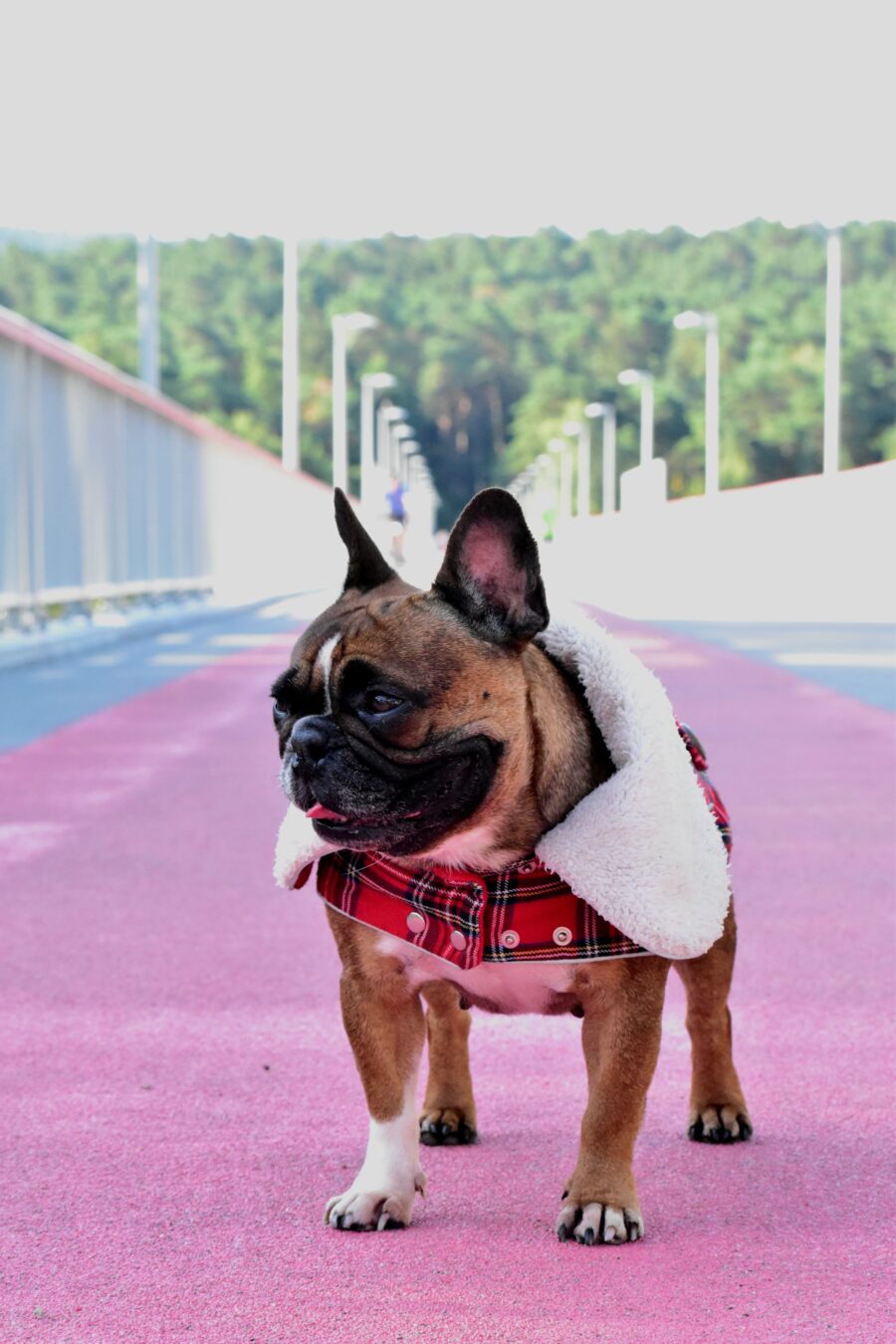 Warm Plaid Frenchie Coat with White Fur Collar - Image 3