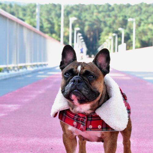 Warm Plaid Frenchie Coat with White Fur Collar