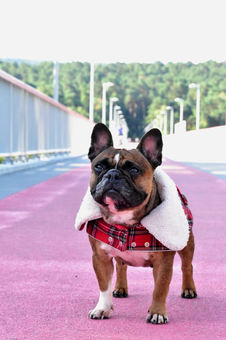Warm Plaid Frenchie Coat with White Fur Collar