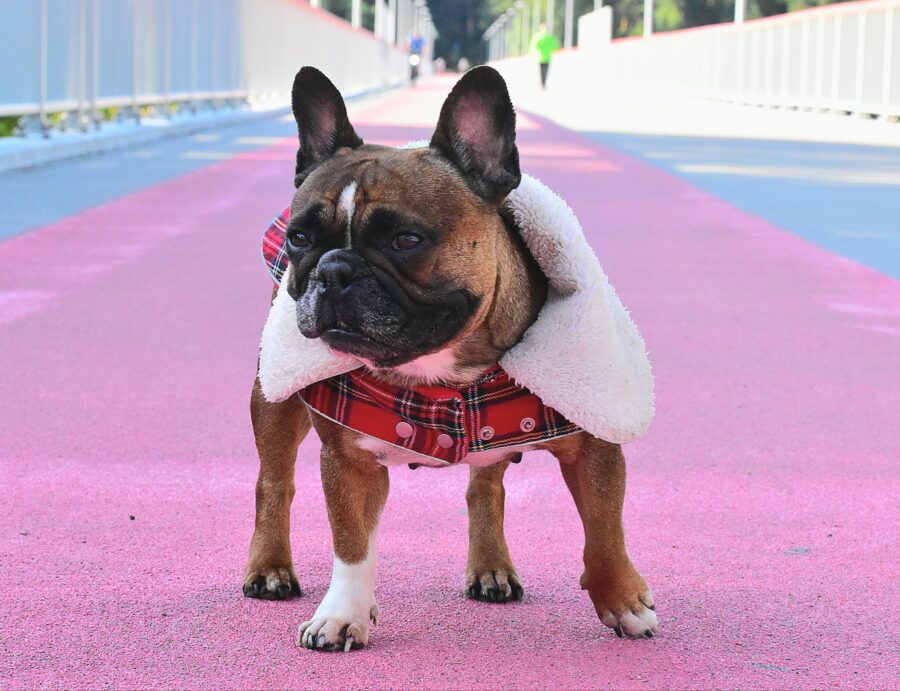 Warm Plaid Frenchie Coat with White Fur Collar - Image 4