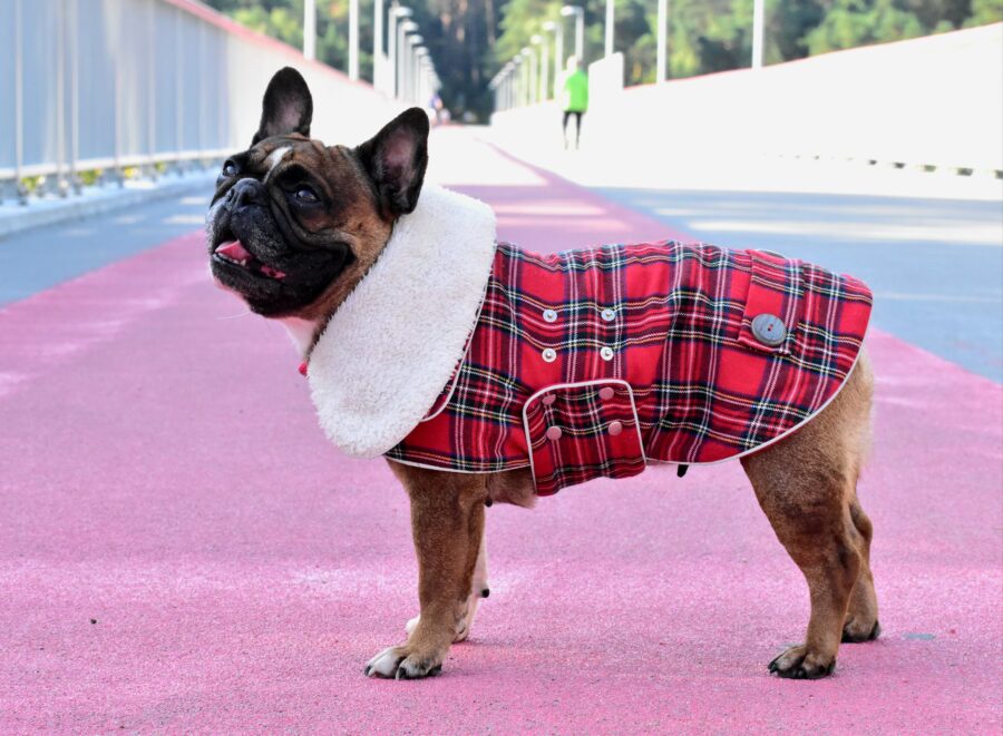 Warm Plaid Frenchie Coat with White Fur Collar - Image 2