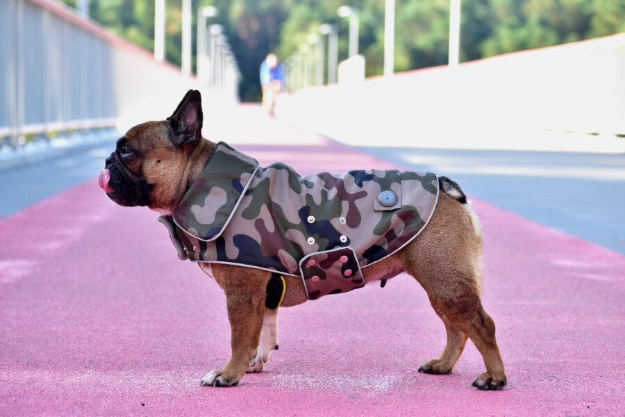 Camouflage Small Dog Coat for Frenchie - Image 2