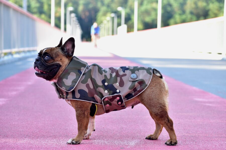 Camouflage Small Dog Coat for Frenchie - Image 14