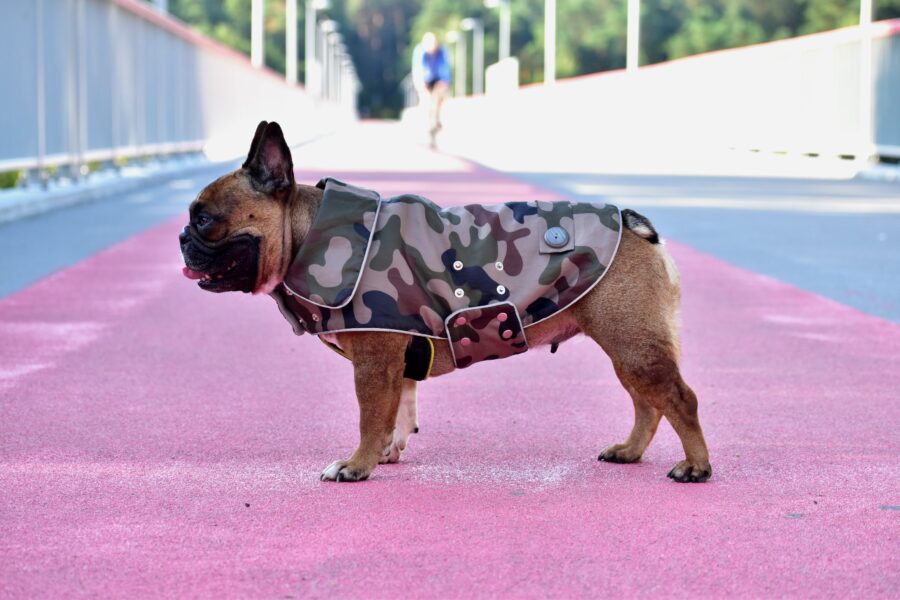 Camouflage Small Dog Coat for Frenchie - Image 7