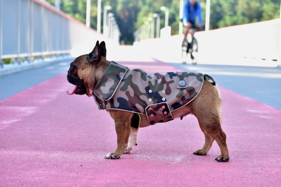 Camouflage Small Dog Coat for Frenchie - Image 13