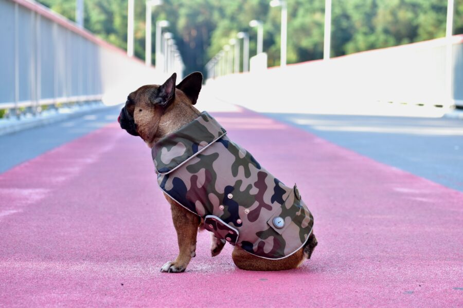 Camouflage Small Dog Coat for Frenchie - Image 5