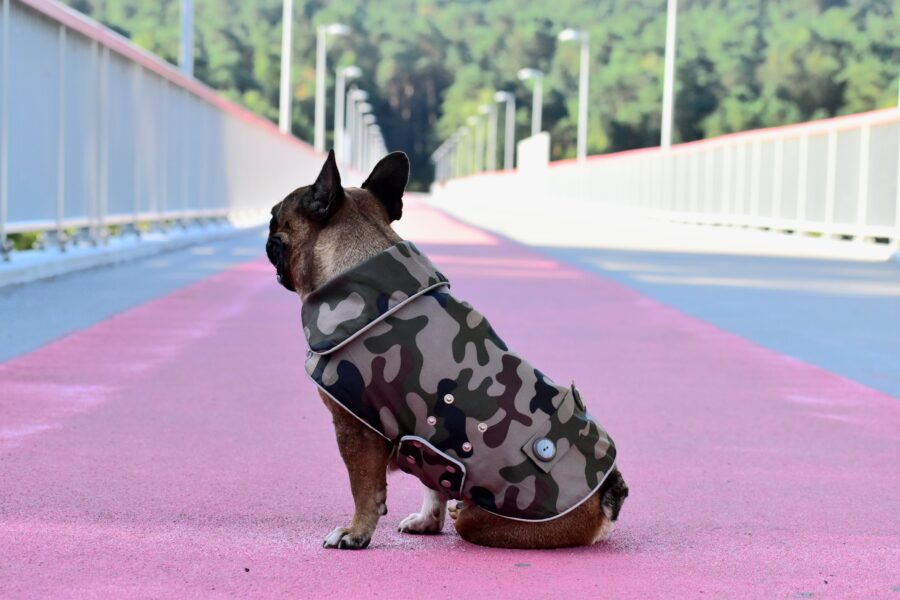 Camouflage Small Dog Coat for Frenchie - Image 4