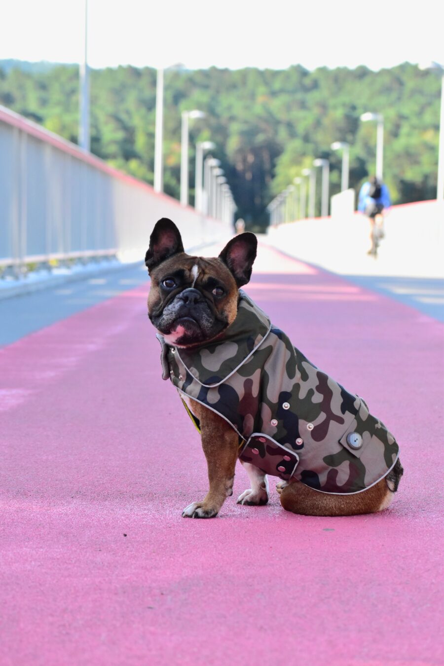 Camouflage Small Dog Coat for Frenchie - Image 8
