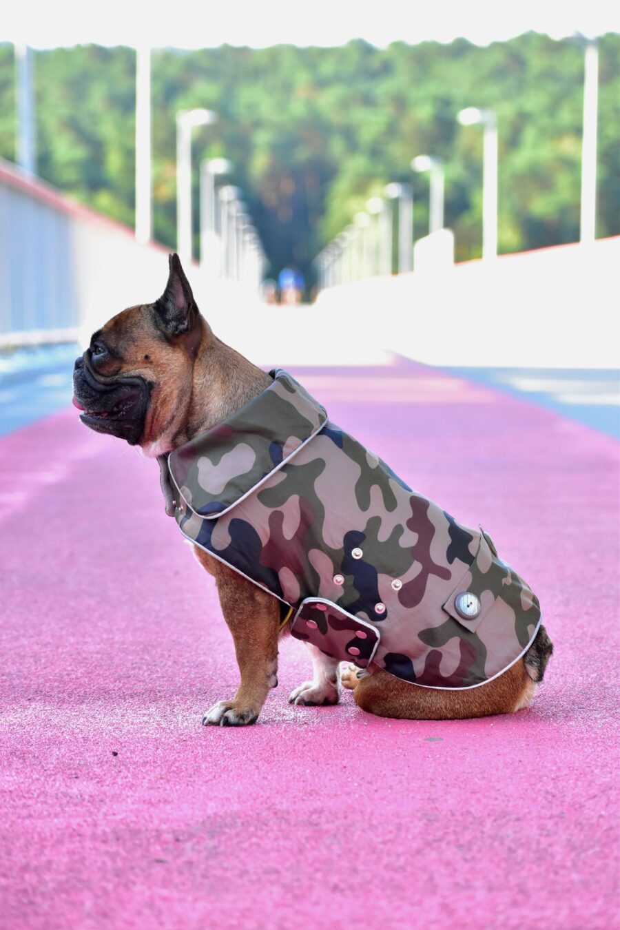 Camouflage Small Dog Coat for Frenchie - Image 12