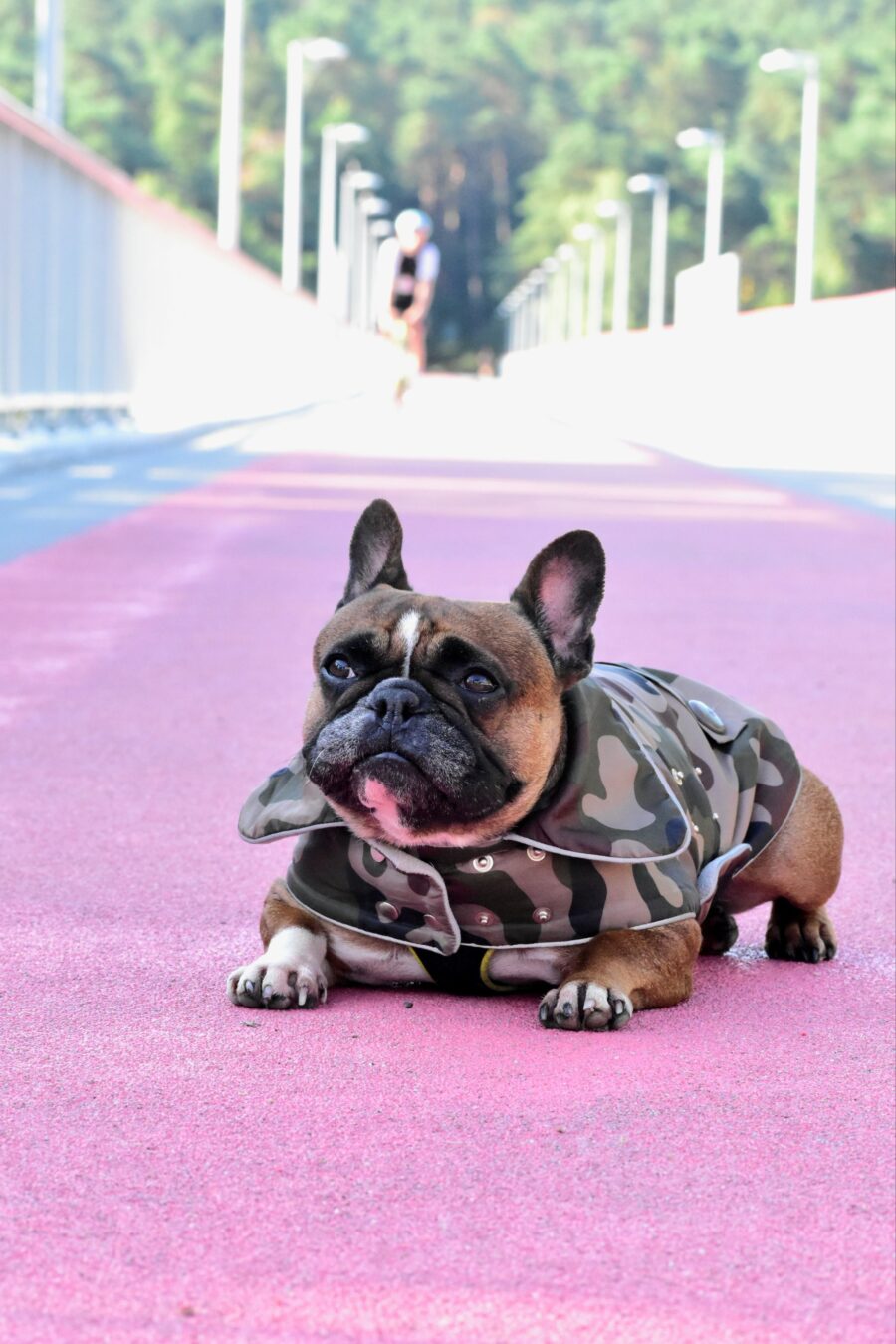 Camouflage Small Dog Coat for Frenchie - Image 3