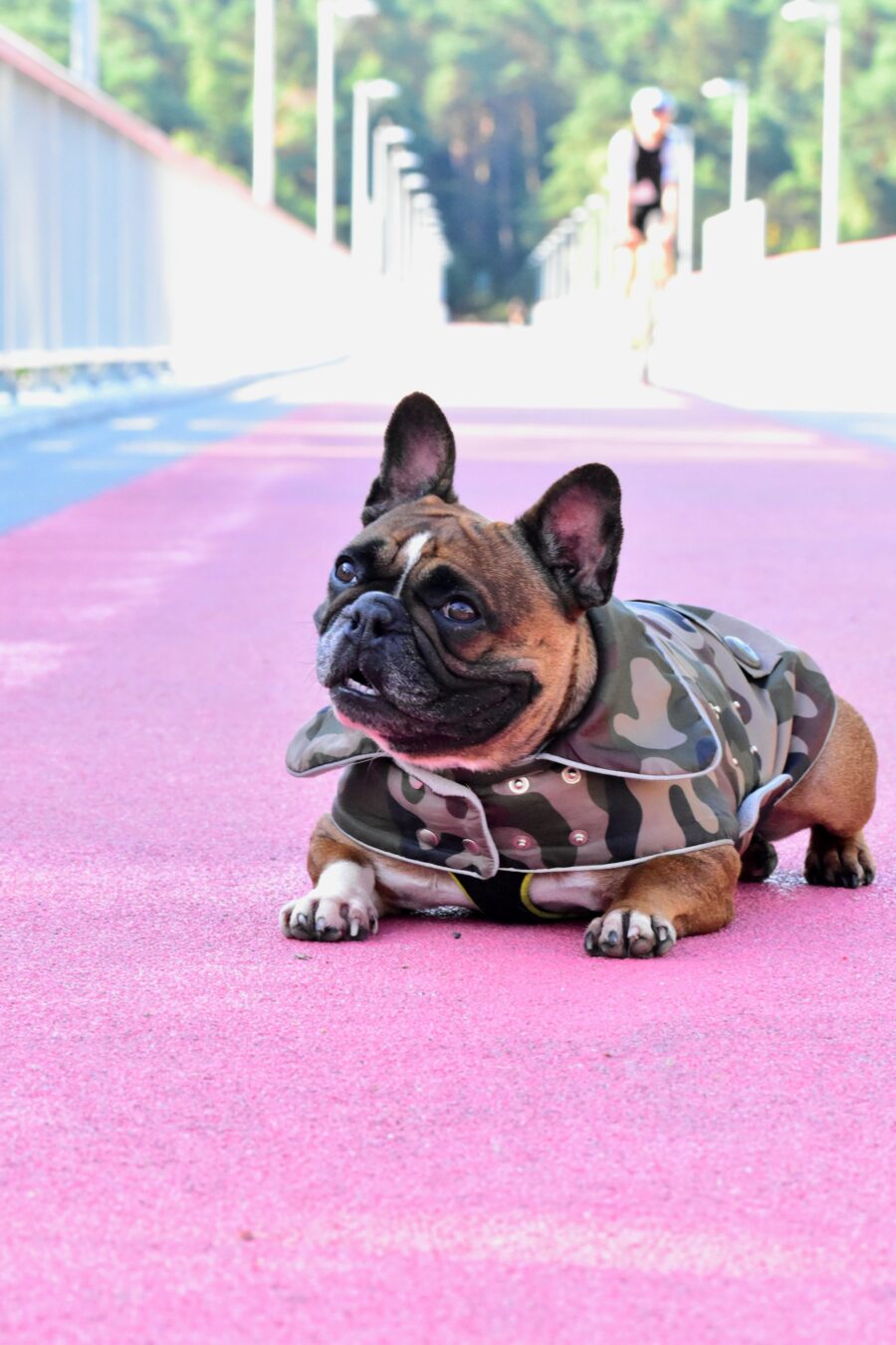 Camouflage Small Dog Coat for Frenchie - Image 16