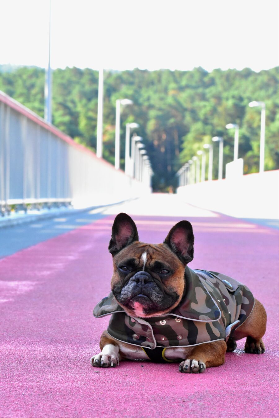 Camouflage Small Dog Coat for Frenchie - Image 17