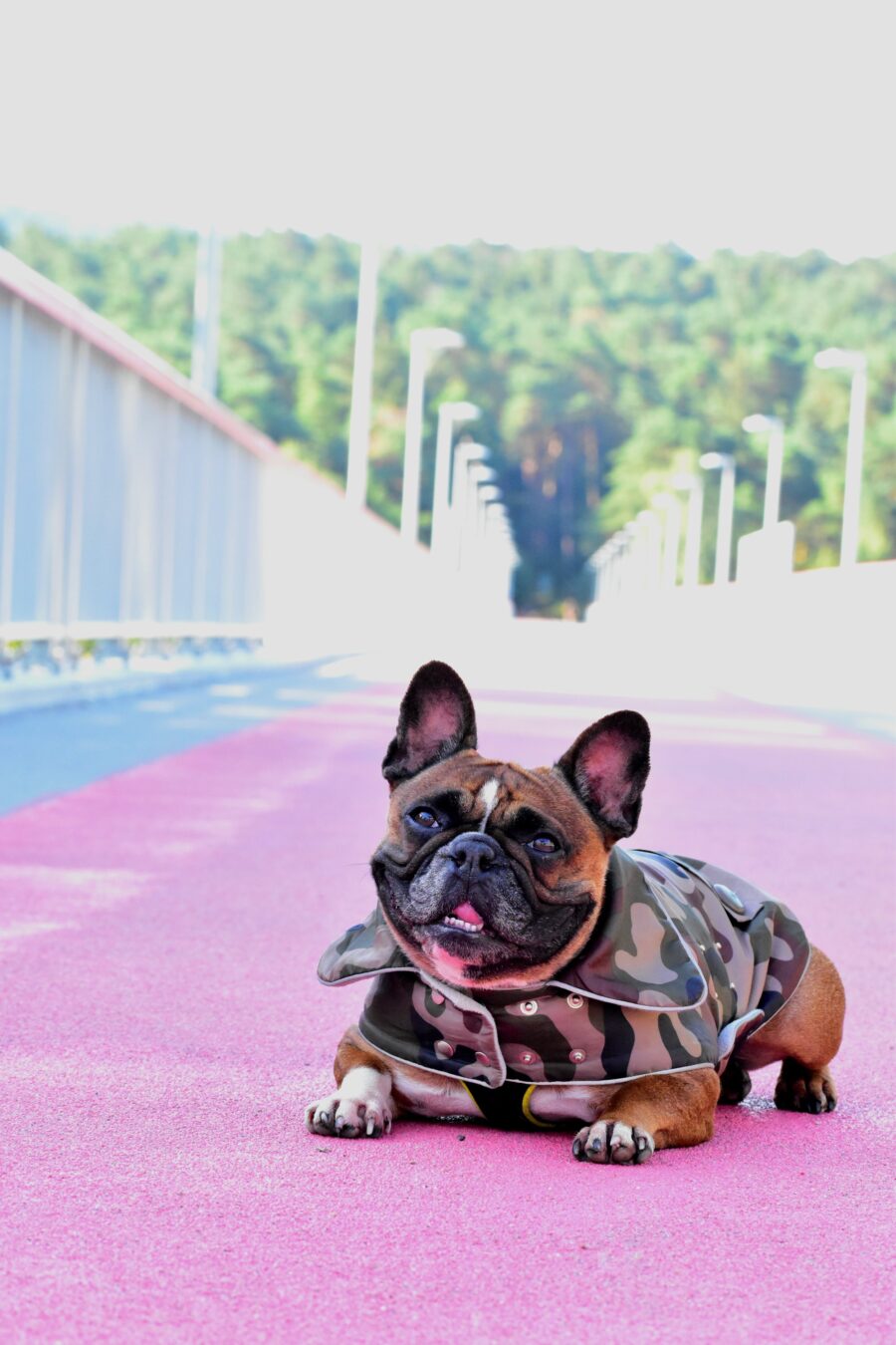 Camouflage Small Dog Coat for Frenchie - Image 6