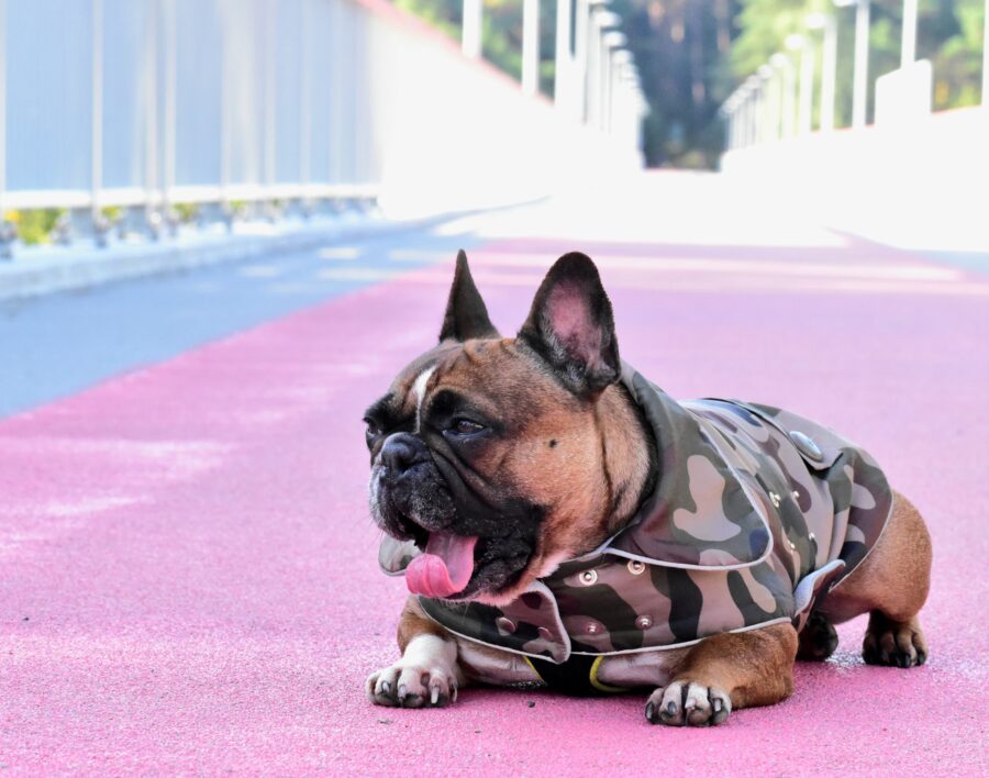 Camouflage Small Dog Coat for Frenchie - Image 11