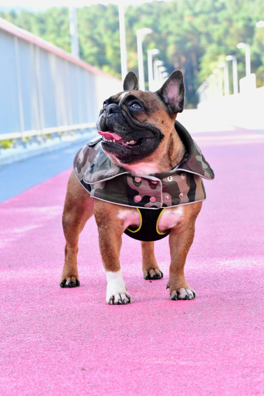 Camouflage Small Dog Coat for Frenchie - Image 10