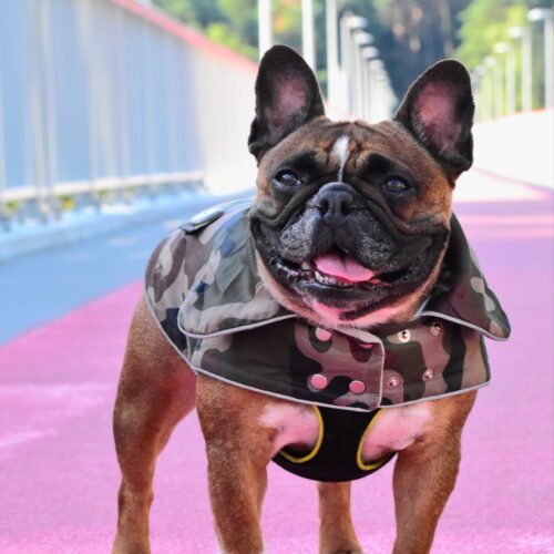 Camouflage Small Dog Coat for Frenchie