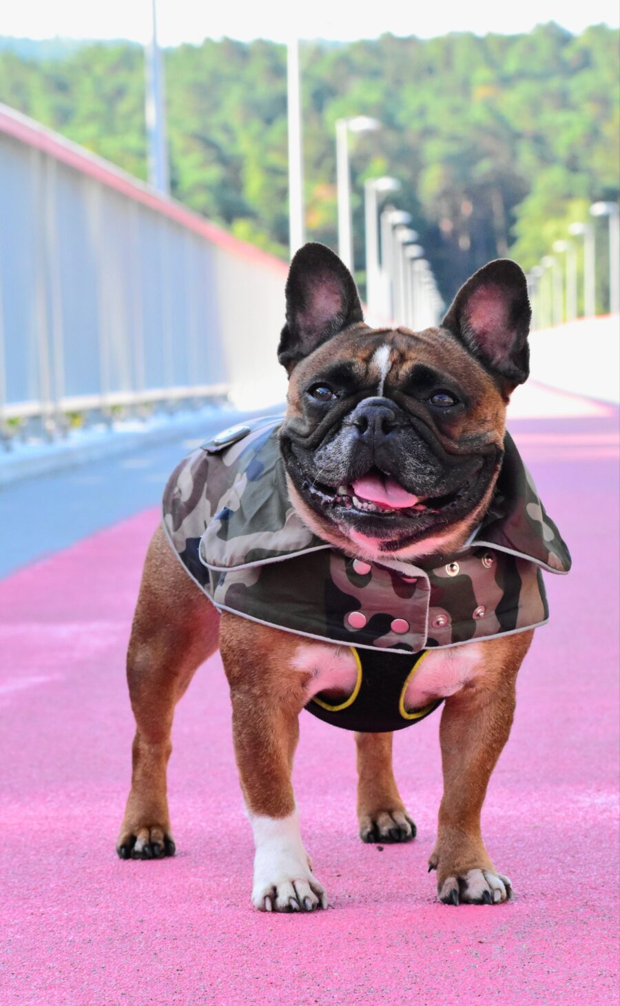 Camouflage Small Dog Coat for Frenchie