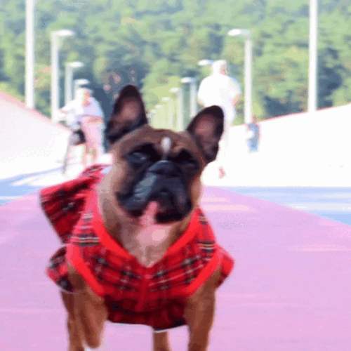 Plaid Dog Dress for Frenchie